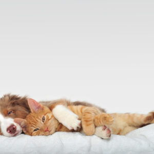 Futterplan KRANKHEIT